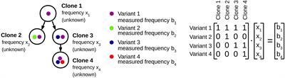 Computational Reconstruction of Clonal Hierarchies From Bulk Sequencing Data of Acute Myeloid Leukemia Samples